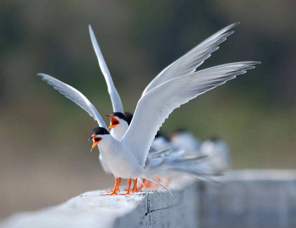 Forster's Terns by Billtacular is licensed under CC BY-NC-ND 2.0
